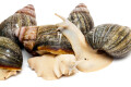 Archachatina purpurea Guinea albino body adult